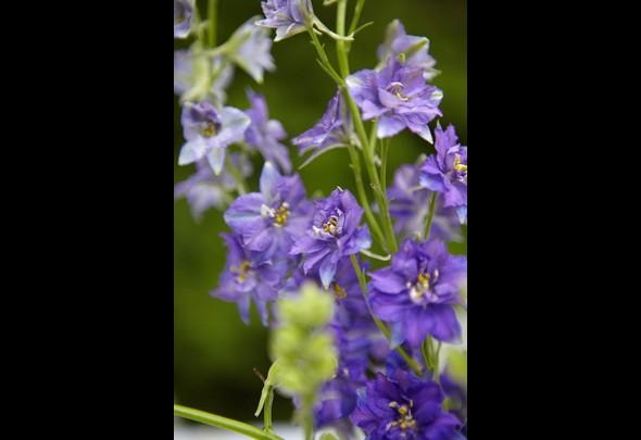 Purple Wild Flowers Simple