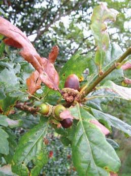 In South western England, there is a famous hawthorn which is supposed to have grown from the staff carried by Joseph of Arimathea when he came trading to Britain.