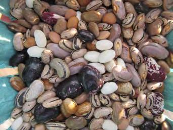 Figure 2. Heritage beans are diverse phenotypes and can be harvested as dry, shelled beans. High Tunnel Bean Evaluations: Two half-runner bean varieties were grown in deep (4 in.) or shallow (1.5 in.