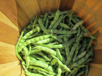 Winter markets, such as farmers markets, CSA (Community Supported Agriculture) and restaurants, are viable market outlets for heirloom dry beans. Organic heirloom beans can be sold for $3-4/lb.