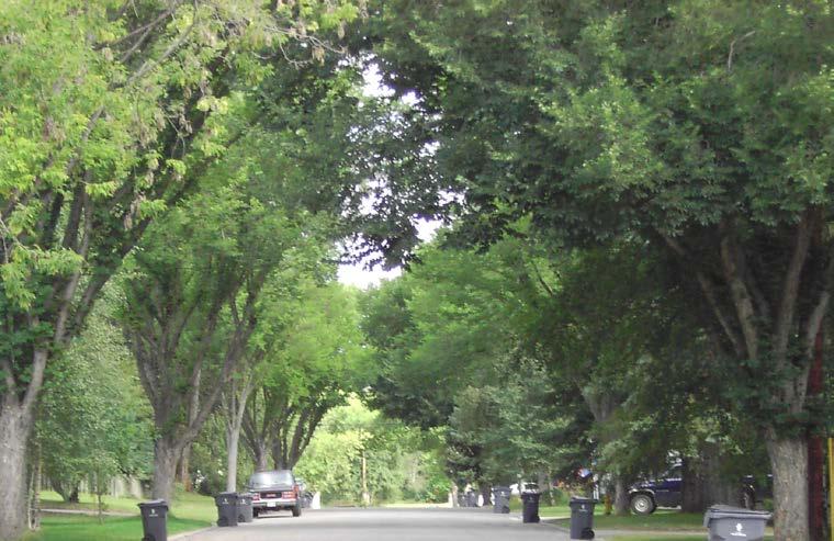 areas adjacent to roadways (B), Natural Areas using native or semi-native trees (N), Planter beds or Small Yards (P), Residential lots (R), or the Bowl Area or other Sheltered Sites (*).