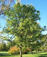Bright green foliage Weeping Branches with thorns Drought tolerant Elm-like in