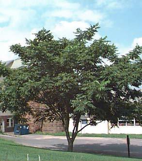 Hardy & adaptable (but has been overused) Develops poor structure if not pruned regularly when young Yellow fall