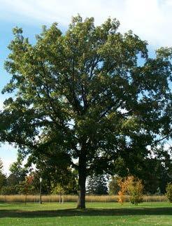 Very hardy native Oak Bur Oak Quercus macrocarpa 20-24m Ht. 9-12m W.