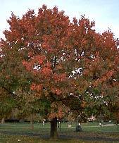 potential Birds & squirrels love the acorns One of the faster growing Oaks Large & very stately tree Red Oak Quercus