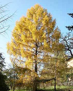 Unique specimen tree with strong weeping habit Soft green needles that turn bright yellow in fall and shed in winter Prefers a