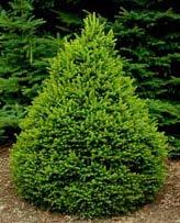 Evergreen s (Coniferous) Needle Norway Spruce Picea abies Pendula + others B, P, R 25-30m Ht. 10-15m W.