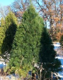 Evergreen s (Coniferous) Needle Eastern White Pine Pinus strobus Pendula B, P, R 15m Ht. 7m W.