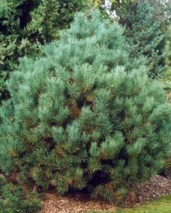 well-drained soil Pendula is a smaller weeping cultivar used as a feature plant Scots Pine Pinus sylvestris B,