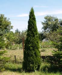 Evergreen s (Coniferous) Cedar Thuga occidentalis Brandon Skybound Techney + others P, R * 2-4m Ht. 1m W.