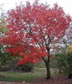 Similar to Amur Maple but larger Nice specimen tree for small yard Bright red fall colour Adaptable & drought