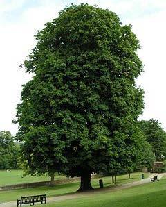 natural areas Dense oval crown Horse Chestnut Aesculus hippocastanum, * 15-20m Ht. 10-15m W.