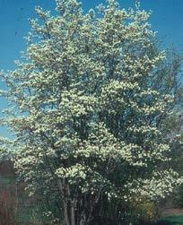 Requires moist soil Serviceberry Amelanchier x grandiflora Autumn Brilliance N, R, P 8m Ht. 5m W.