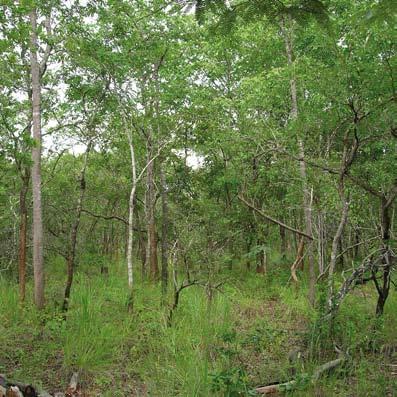Typical Miombo woodland of the Selous- Niassa Wildlife Corridor The high mushroom diversity is due to the fact that almost