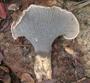 Cantharellus congolensis [ Langakora mwinyo, Chipatwe che piliu ] Gill-folds: Smell: Taste: ** 3 10 cm in diam.