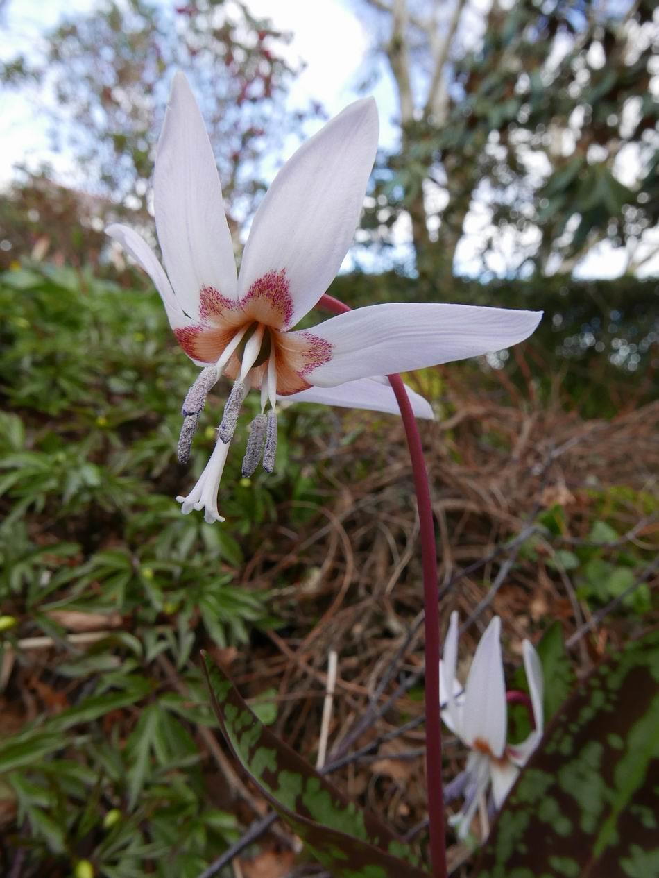 These two different white clones of Erythronium dens-canis