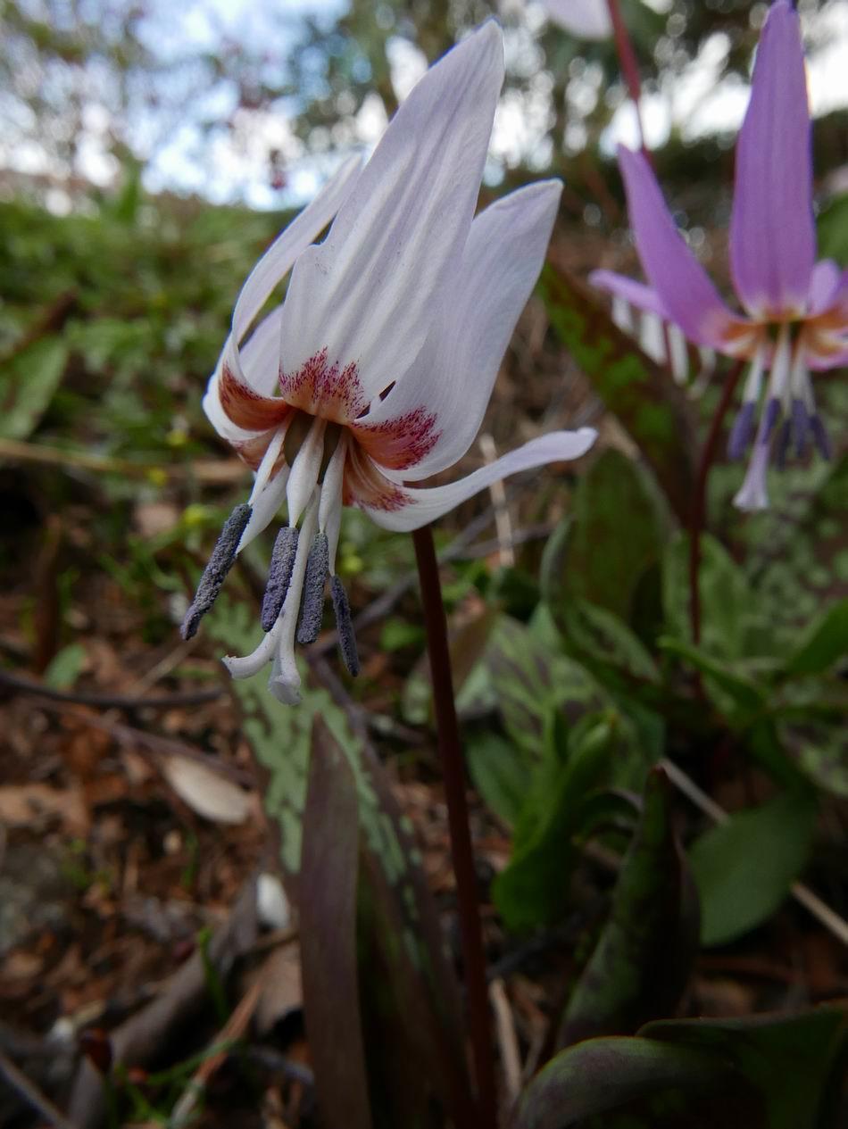 the group of typically pink Erythronium dens-canis in the