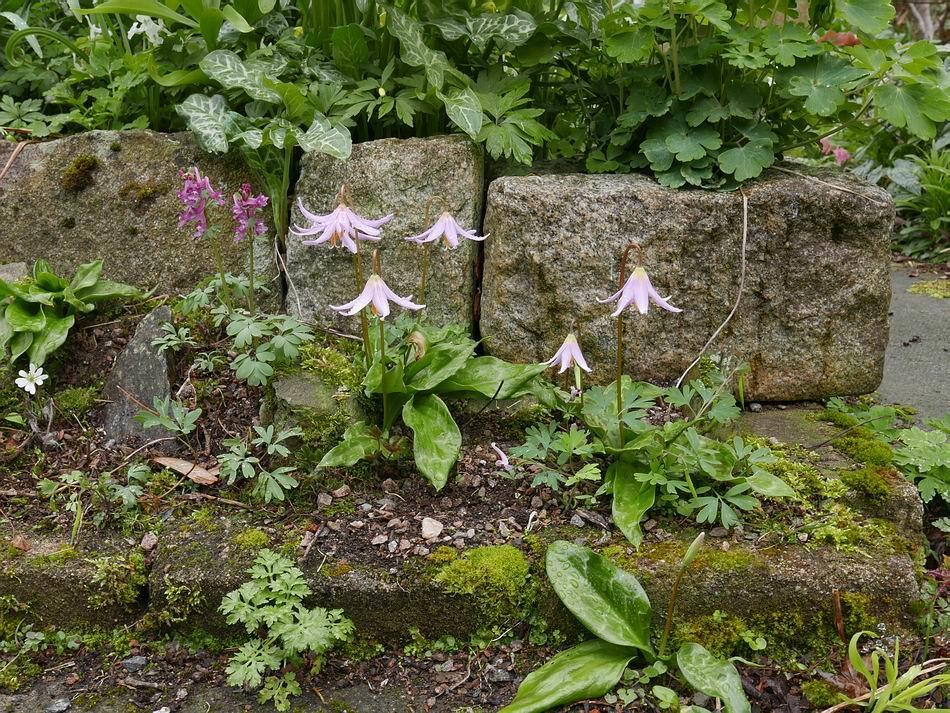 These Erythronium revolutum seeded themselves alongside a path in front of a bed raised up by rectangular granite blocks that you