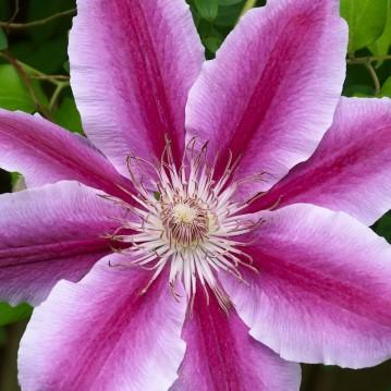 Part of the Clematis Group C blooming from June to September on new, current season s growth. Zone 4 (#4216 - #1 cont.