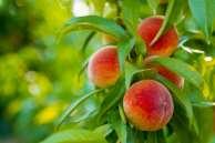 FRUIT TREES IMPORTANT NOTE: For apple trees, cross pollination between two different varieties is always needed to produce an adequate fruit crop.