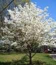 NATIVE DECIDUOUS TREES White Flowering Dogwood Cornus florida A small tree with a slow to moderate growth rate.