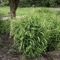 This is a great native groundcover with semi-evergreen foliage and a long blooming period. Height 5 and 12 spread.