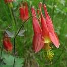 Check out the Xerces.org for more information & recommendations to help our native pollinators! Cardinal Plant Lobelia cardinalis Cardinal plant is sure to bring hummingbirds to your garden.