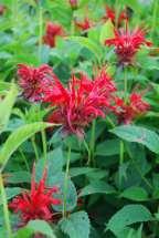 Height 2-4 and 2 spread. Bee Balm Jacob Cline Monarda didyma Wonderfully aromatic foliage and stems with enormous red tubular flowers from June to August. Mildew resistant. Tartly fragrant foliage.