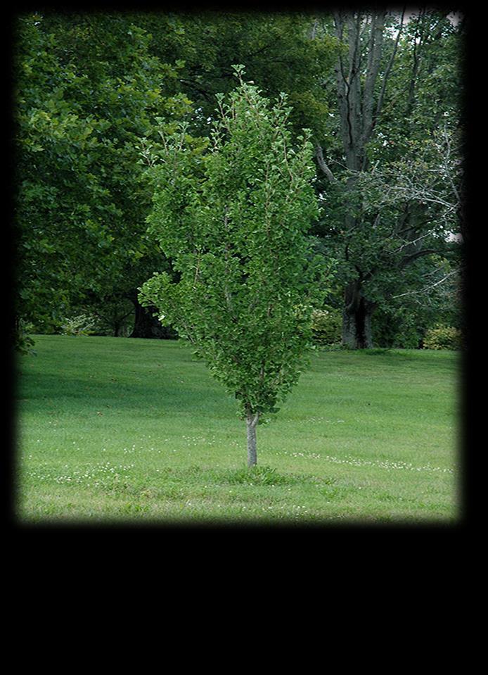 Large Trees: Presidential Gold Ginkgo Ginkgo biloba The President The Presidential Gold Ginkgo has green foliage which