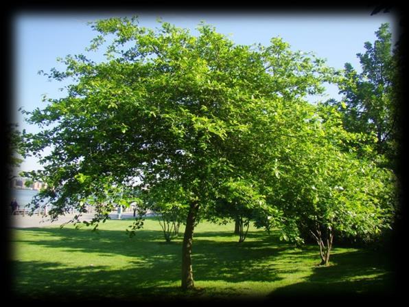 Medium Trees: Black Tupelo Nyssa sylvatica The Black Tupelo is one of the best and most consistent native trees