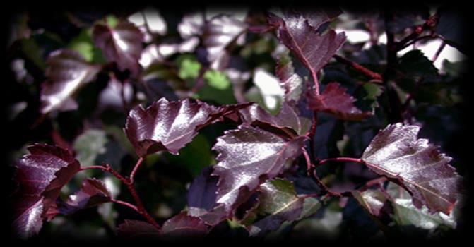 With the purple foliage all season long and beautiful white exfoliating bark.