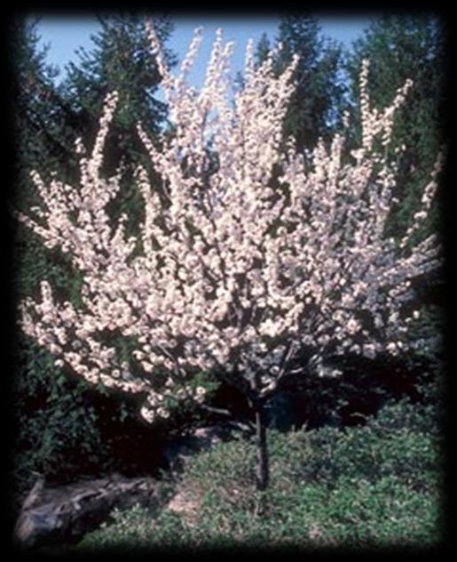 Small Trees: Princess Kay Plum Prunus nigra Princess Kay Princess Kay Plum is blanketed in stunning clusters of fragrant white