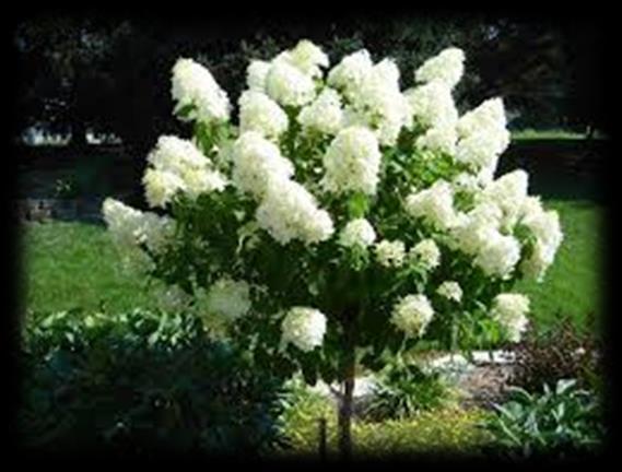 Small Trees: Limelight Hydrangea Tree Form Hydrangea paniculata Limelight (tree form) This selection is grafted onto a standard to raise flowers to eye level, features enormous, dense upright