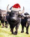As is now our tradition at the Buffalo Farm, we will be hiding a 50 gift voucher (well wrapped!