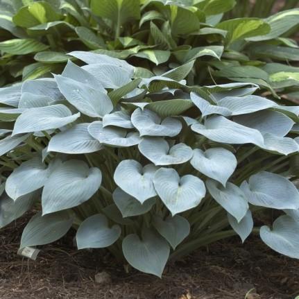 28 - Shade or Part Shade A Proven Winners selection, the leaves have wide, bright blue margins and applegreen jetting surrounding the creamy white