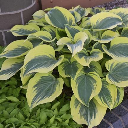 ) (photo courtesy of Walters Gardens Inc.) MIGHTY MOUSE Hosta x Mighty Mouse Ht. 8 Wd.