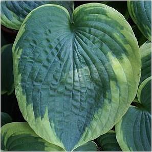 36 - Shade or Part Shade Large, green leaves have creamy white centers.