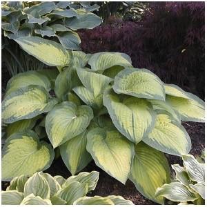 hosta with gold, puckered leaves bordered in blue green. A fast grower that makes an impressive specimen.