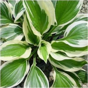 30 - Shade or Part Shade A sport of Francee, this best-selling hosta has dark green leaves with wide
