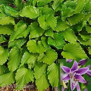 Leaves are crinkly, curled and grow in an upright fashion. Pale lavender flowers midsummer. 2012 Hosta of the Year.