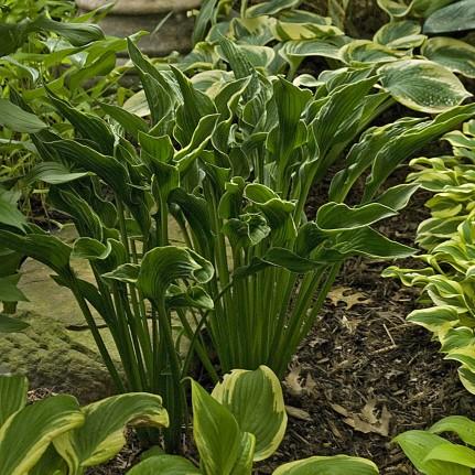 Shiny, dark green leaves have wavy margins and twisted tips, providing texture to the shade garden.