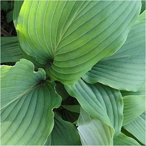 A rapid grower that will handle a fair amount of sun if watered adequately. Zone 3 (#4937 - #1 cont.) SAGAE Hosta Sagae Ht.