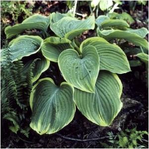 RED OCTOBER Hosta Red October Ht. 10 Wd. 28 - Shade or Part Shade Long, wavy, dark green leaves with white undersides.