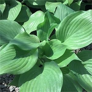Very fragrant, pale lavender flowers in August. (#5575 - #1 cont.) STAINED GLASS Hosta Stained Glass Ht. 15 Wd.
