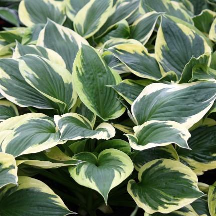 ) TOUCH OF CLASS Hosta Touch of Class PP13080 Ht. 22 Wd.