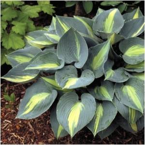 SUM OF ALL Hosta Sum of All Ht. 36 Wd.