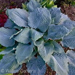 16 - Morning sun with afternoon shade 2016 Hosta of the Year!