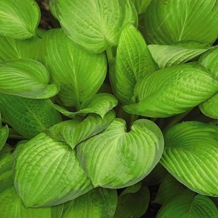 48 - Shade or Part Shade A large hosta that has large blue-green leaves with creamy yellow centers.