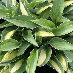 24 - Shade or Part Shade Small, heart-shaped green leaves with wide gold margins form clumps 15 x 24 wide.