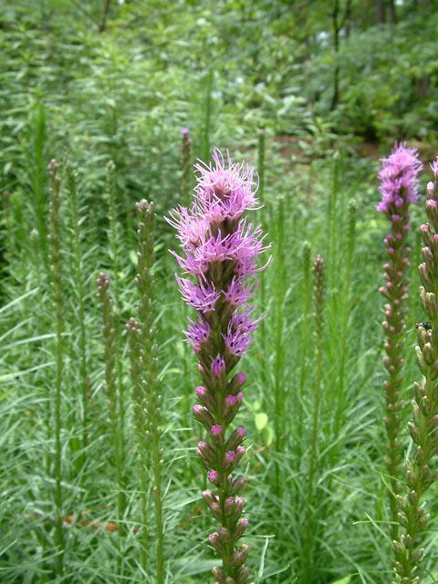 Liatris spicata (Dense Blazing Star) Height: 18 to 48 inches Spacing: 18 inches Exposure: Full sun Bloom: Purple Bloom Time: Mid-summer to fall ph: acidic,